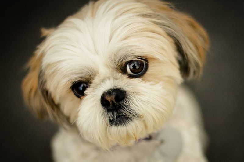 Shih Tzu