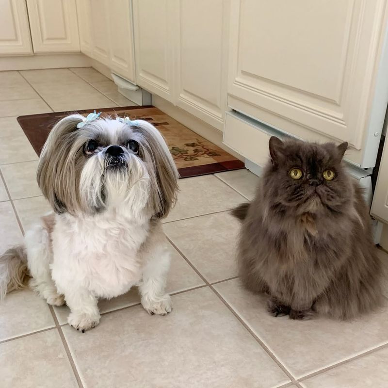 Shih Tzu