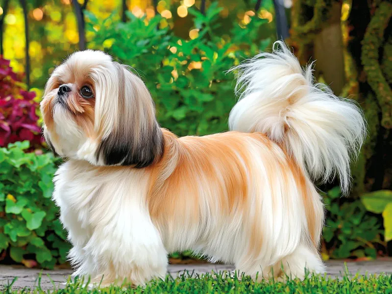 Shih Tzu