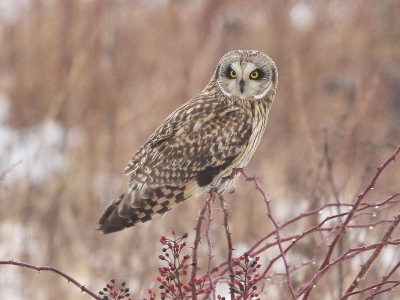 Short-eared Owl