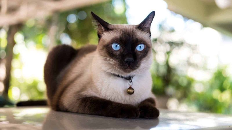 Siamese