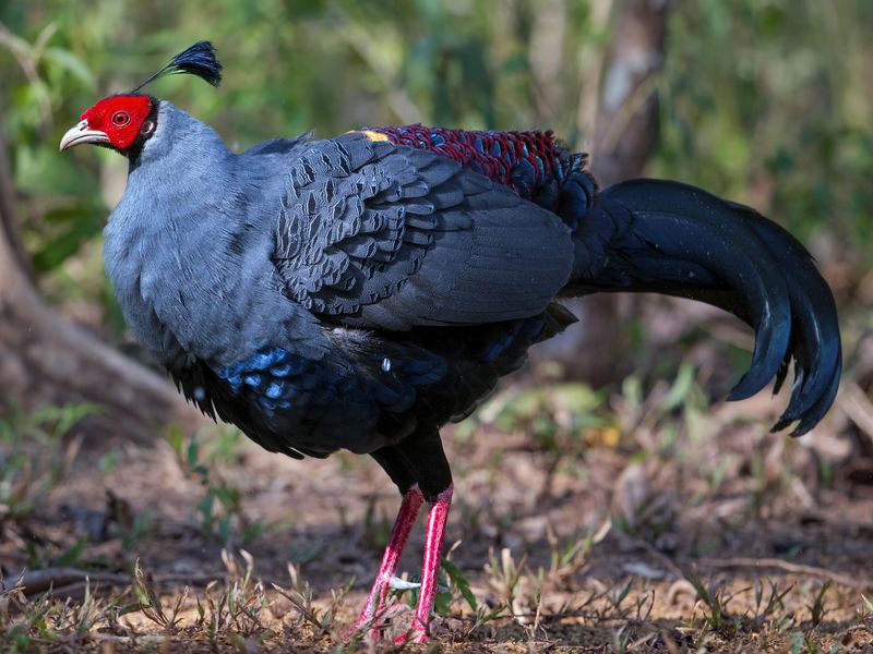 Siamese Fireback