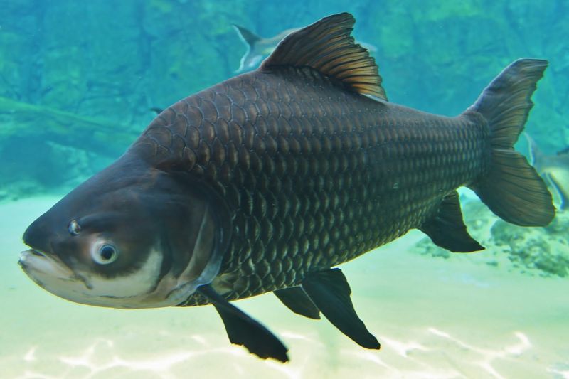 Siamese Giant Carp