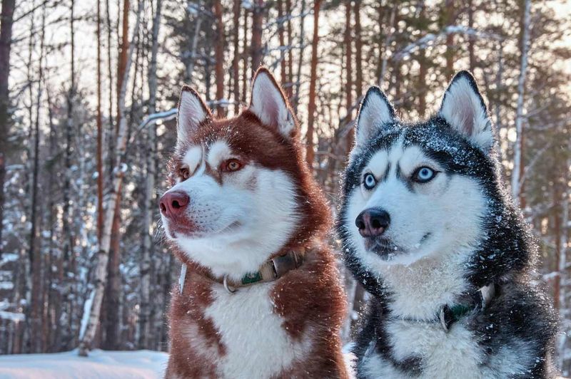 Siberian Husky