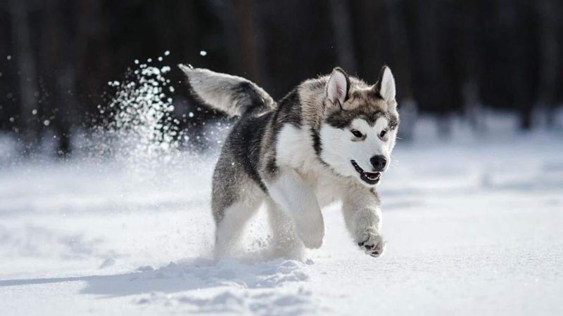 Siberian Husky