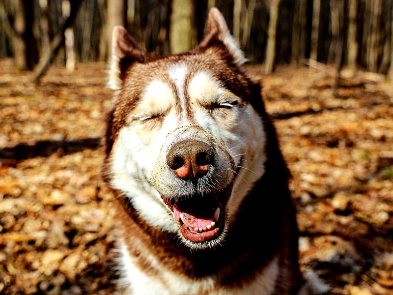 Siberian Husky