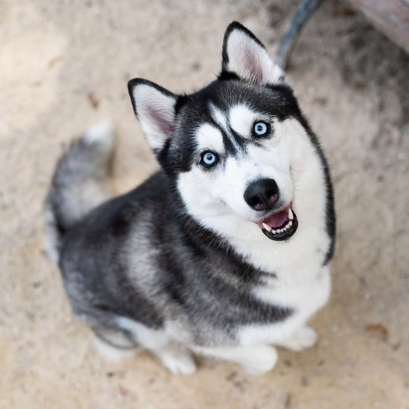 Siberian Husky