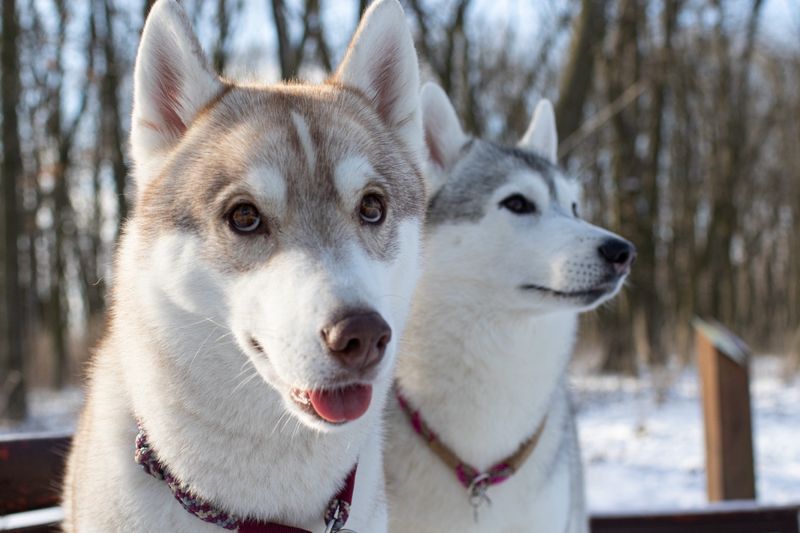 Siberian Husky