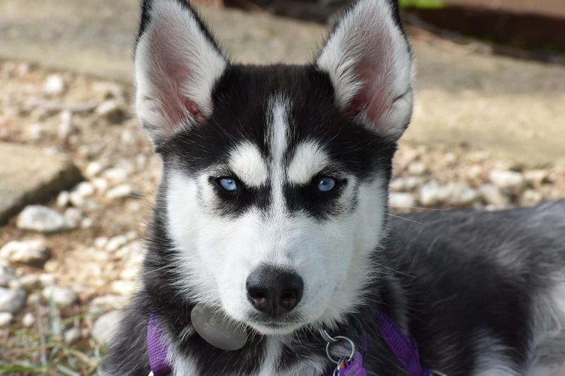 Siberian Husky