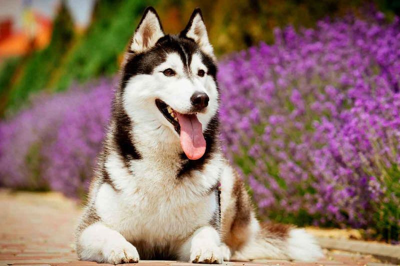 Siberian Husky