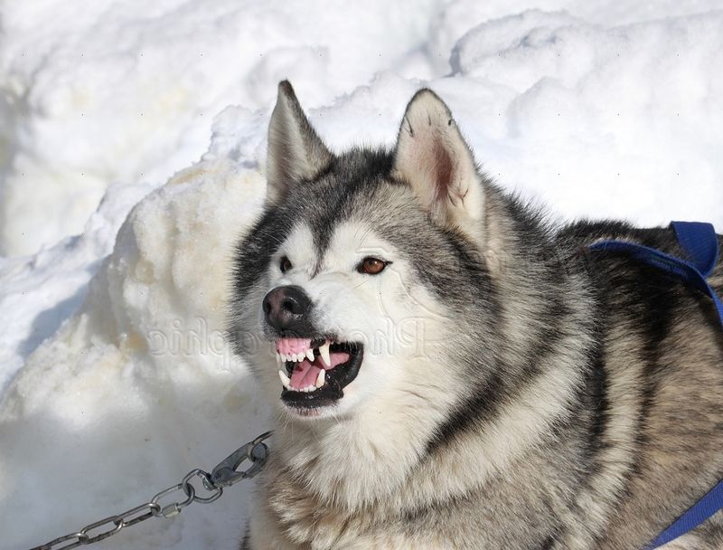 Siberian Husky