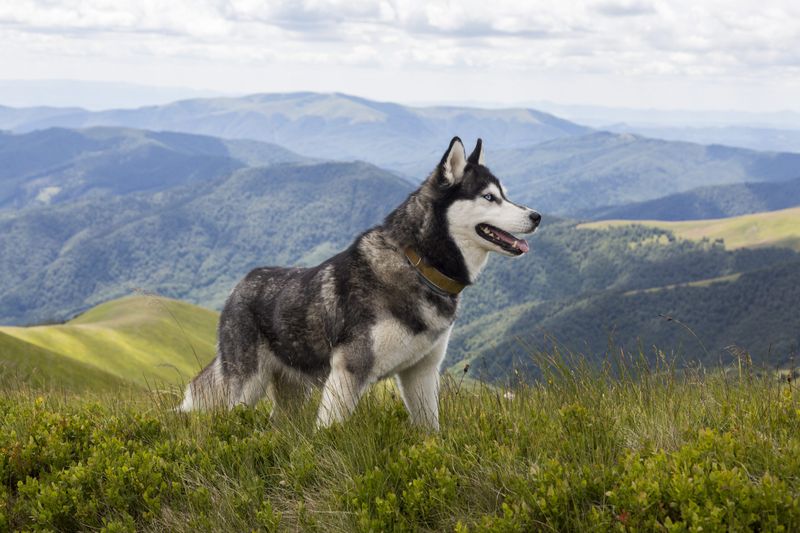 Siberian Husky