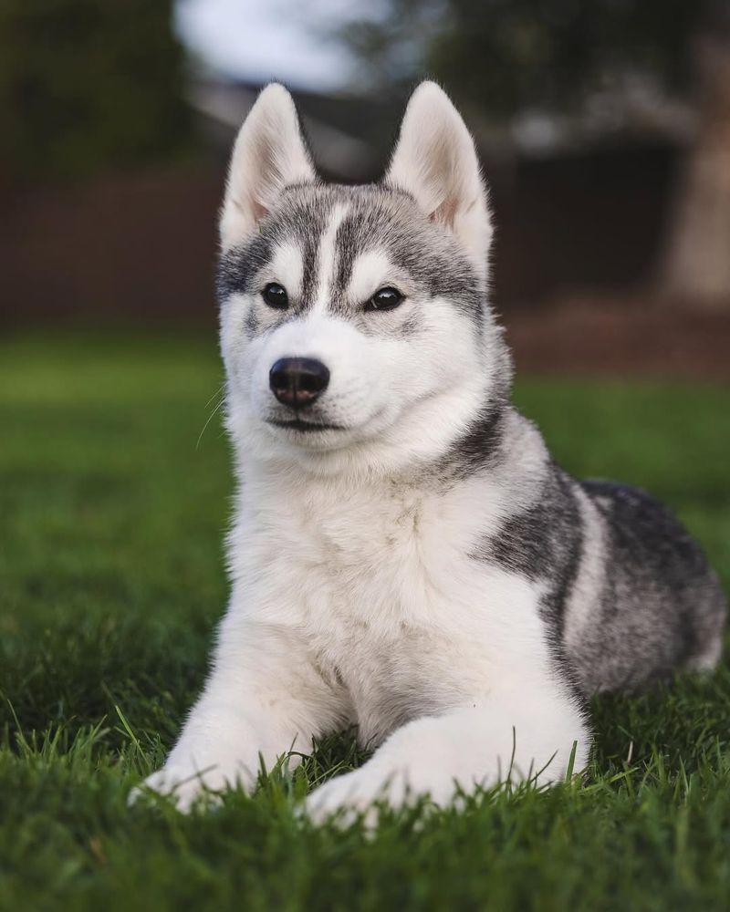 Siberian Husky