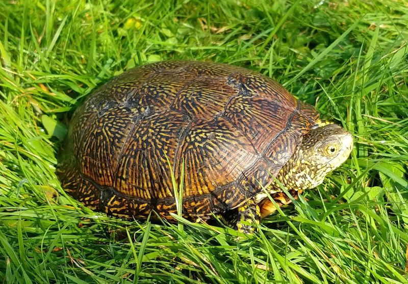 Sicilian Pond Turtle