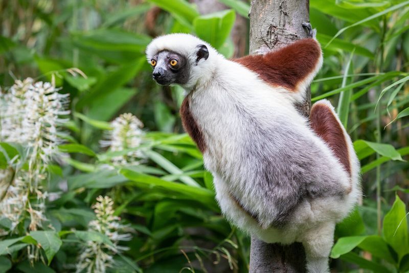 Sifaka