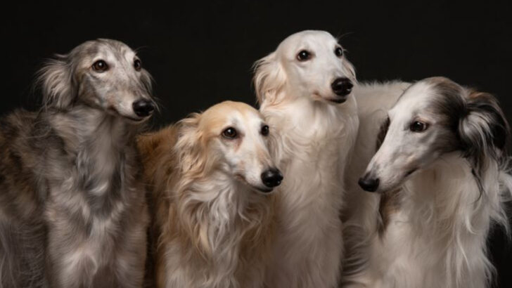 Silken Windhound Traits & Care: 17 Things Every Owner Should Know