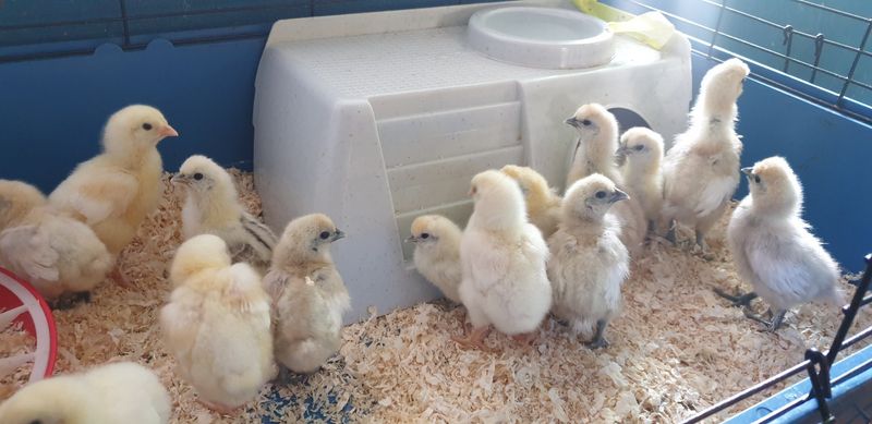 Silkie Chickens