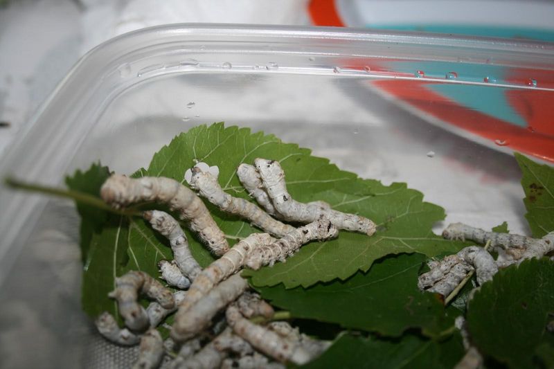 Silkworms