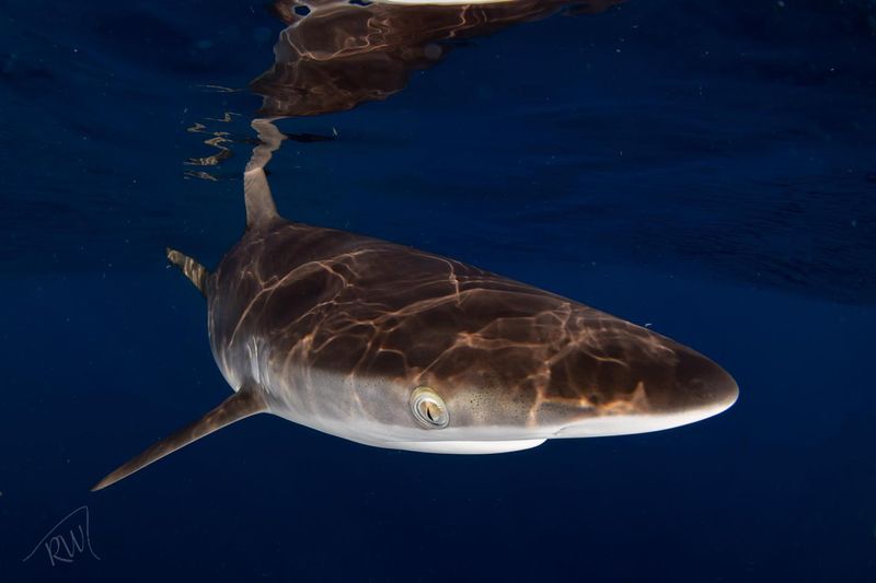 Silky Shark