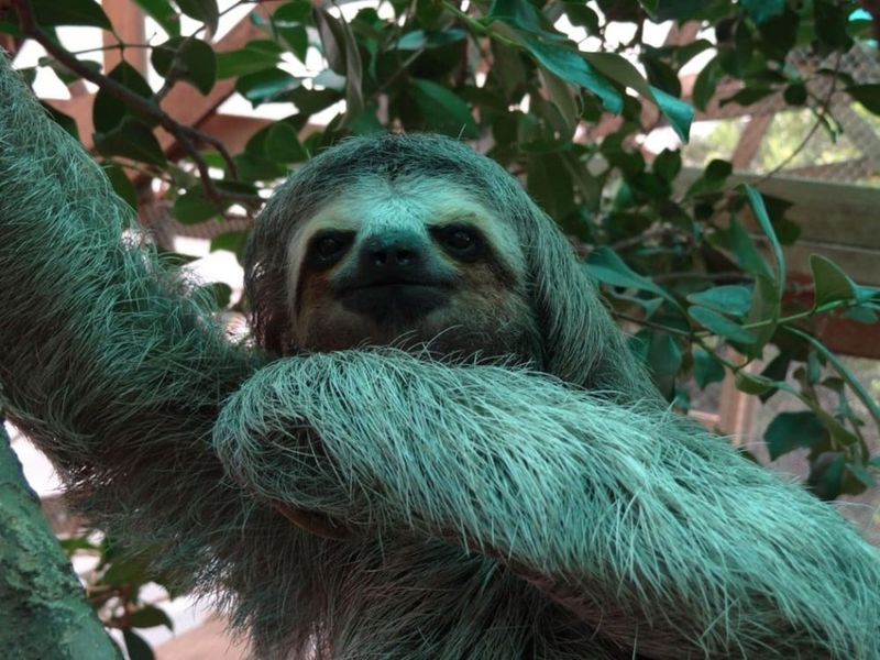 Sloth
