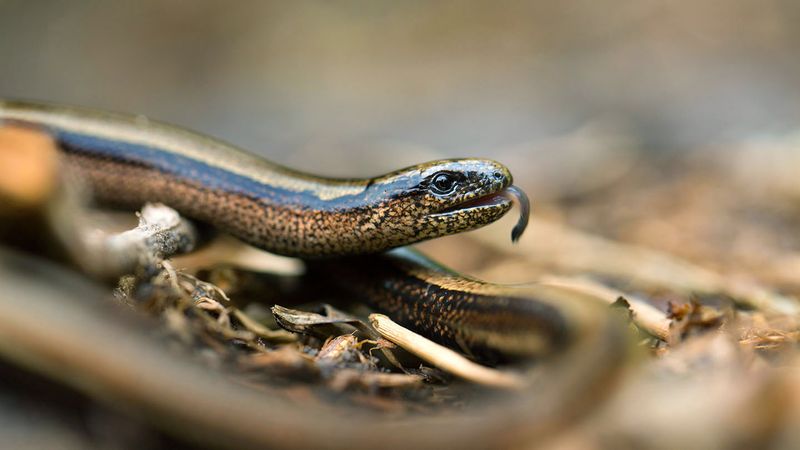 Slow Worms