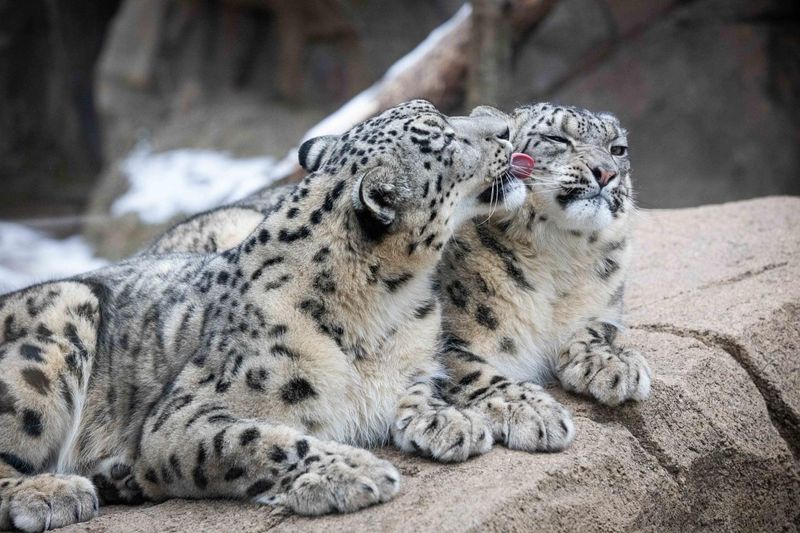 Snow Leopard