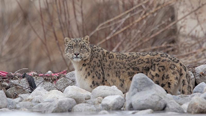 Snow Leopard