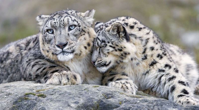 Snow Leopard