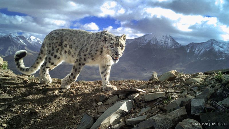 Snow Leopard