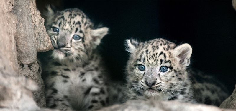 Snow Leopards