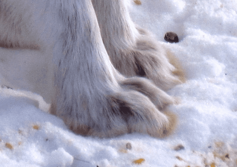 Snowshoe Hare's Feet