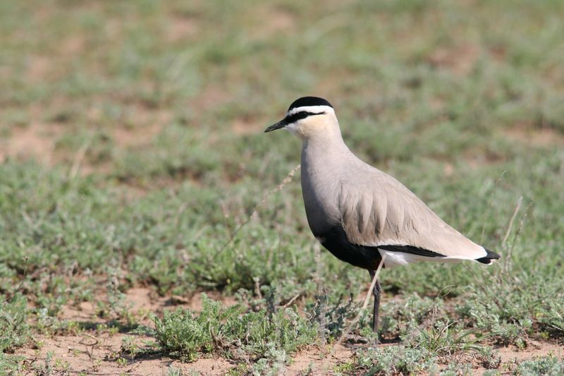 Sociable Lapwing