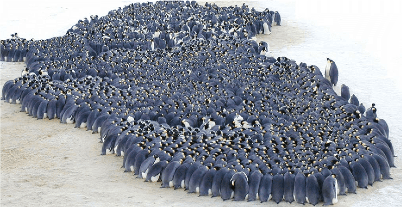 Social Group Huddles