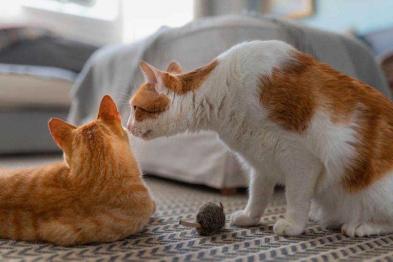 Socialization Opportunities
