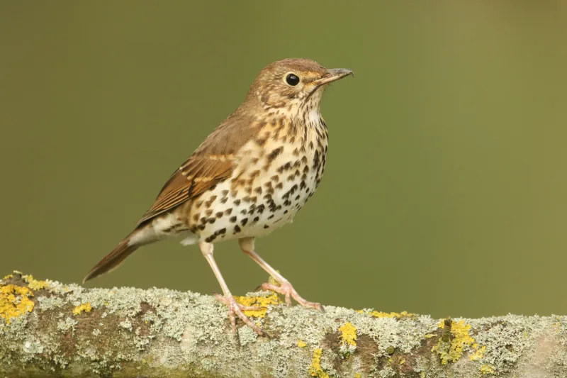 Song Thrushes