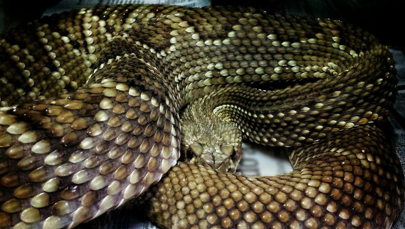 South American Rattlesnake