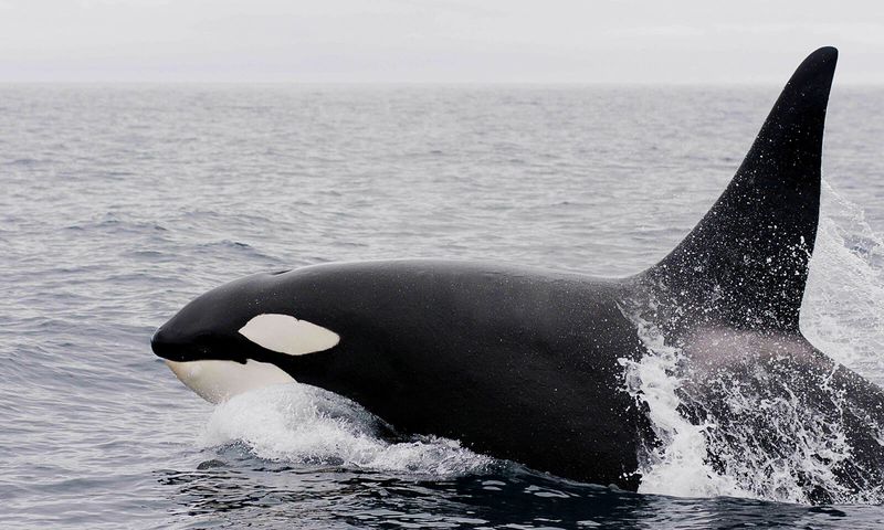 Southern Resident Killer Whale