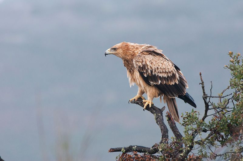 Spanish Imperial Eagle