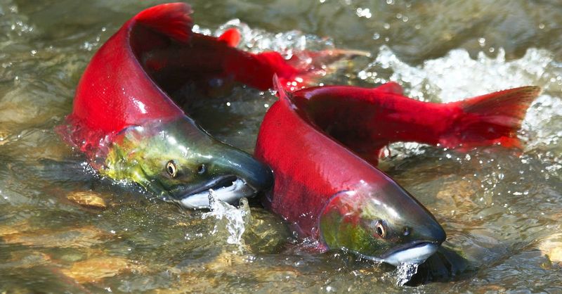Spawning Behavior