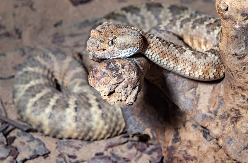 Speckled Rattlesnake