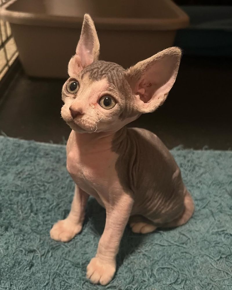 Sphynx