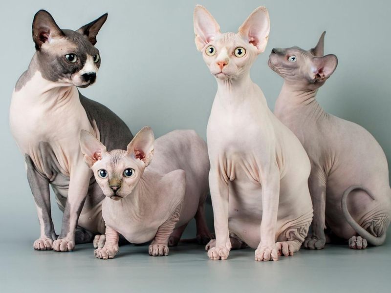 Sphynx