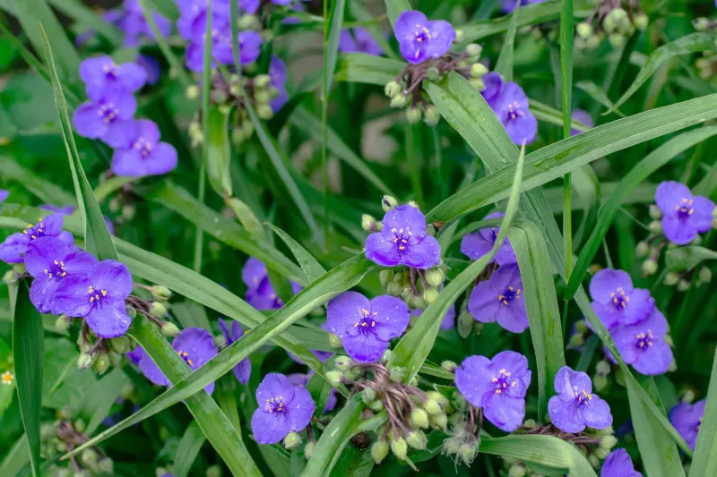 Spiderwort