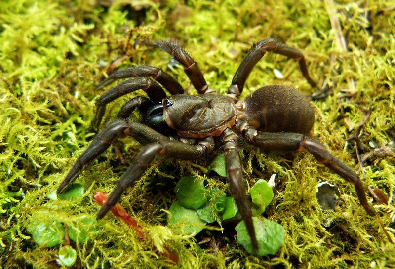 Spiny Trapdoor Spider