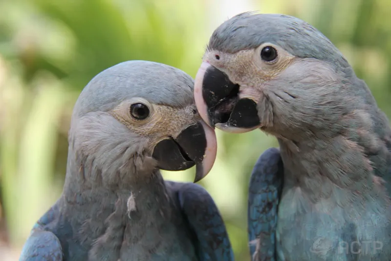 Spix's Macaw