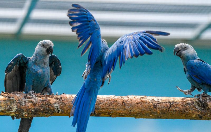 Spix’s Macaw