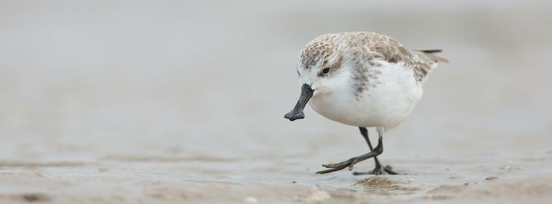 Spoon-billed Sandpiper