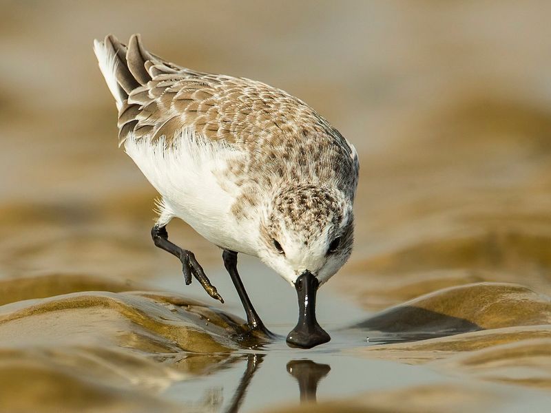 Spoon-billed Sandpiper