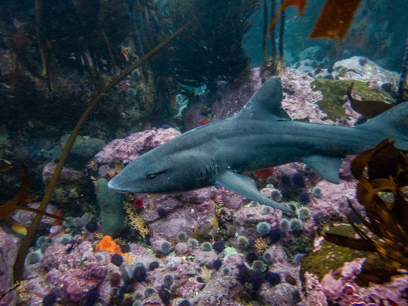 Spotted Gully Shark