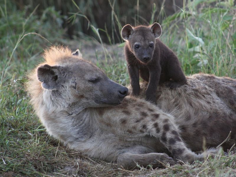 Spotted Hyenas: The Unusual Matriarchs